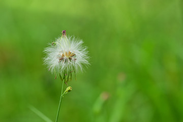 Dandelium flower