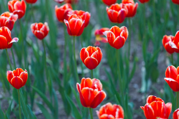 Group of red tulips in the park. Spring landscape