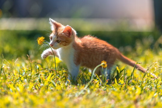 Peque&ntilde;a gatita juega en el prado