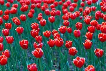 Fototapeta premium Group of red tulips in the park. Spring landscape