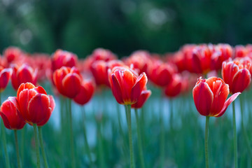 Group of red tulips in the park. Spring landscape