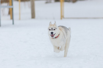 siberian husky winter playing in snow