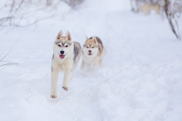 siberian husky winter playing in snow