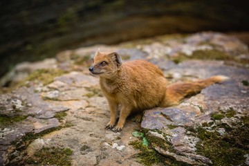 The fox on the stone