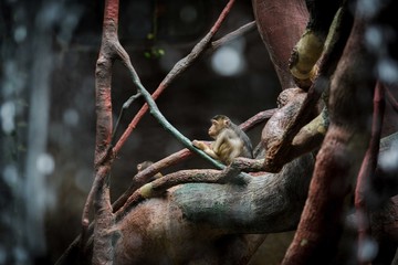 Small monkey on the tree