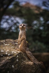 mmerkat on the stone in the forest