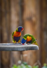 two parrots near the fountain