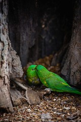 Two green parots near the tree