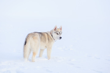 Obraz premium siberian husky in snow winter