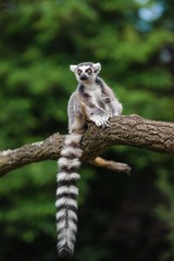 Lemur sits on the tree stick