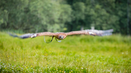 During a Raptor Flying display at Eagles Flying, County Sligo, Ireland, a majestic white-tailed eagle (Haliaeetus albicilla) with wings fully outstretched flies fast and low over a sun-drenched meadow