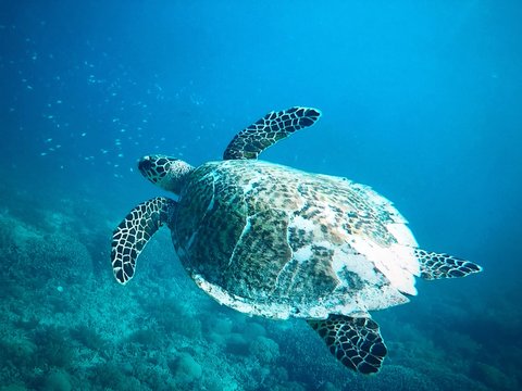 Turtle swimming in the ocean just under the water surface