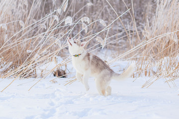 Fototapeta premium puppies playing in the snow husky