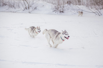siberian husky in snow winter