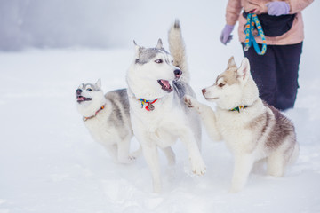 Naklejka premium puppies playing in the snow husky