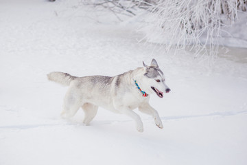 siberian husky in snow winter
