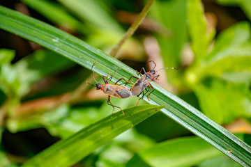 insect on leaf