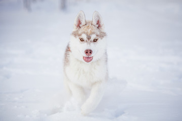 siberian husky winter playing in snow