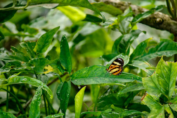 butterfly on a leaf