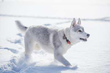 siberian husky winter playing in snow