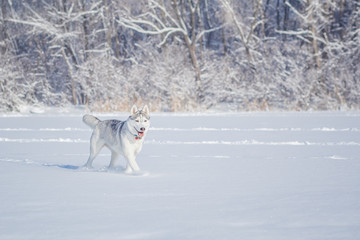 siberian husky in snow winter