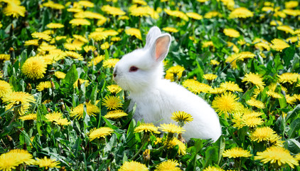 .white rabbit in green grass with flowers