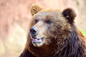 Fototapeta premium Brown Bear Ursus Arctos Beringianus Head Closeup Portrait 