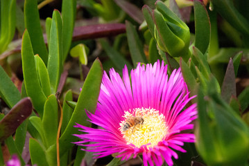 Purple/ Red and Yellow Flowers of Ice plant
