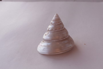 mother of pearl sea shell beautiful white shiny