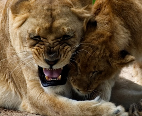 Naklejka na ściany i meble A lioness playing with her cub.