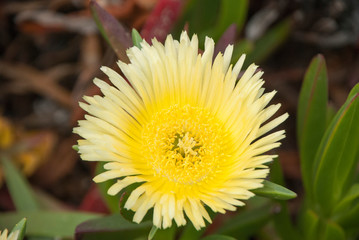 Purple/ Red and Yellow Flowers of Ice plant