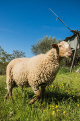 Agnello