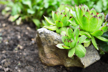Houseleeks growing on the rock
