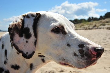 Dalmation playing on the Beach