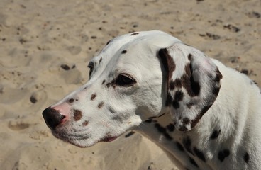 Dalmatian on the beach