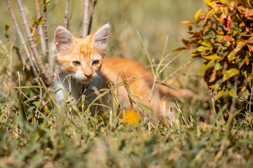 Gatito pequeño juega en el prado