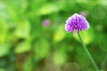 Chive flower on green background with copy space