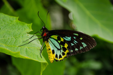Moth butterfly on a leaf close up