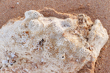 Old piece of a coral on sand