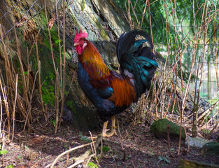 Rooster by a chicken coop