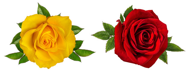 Fresh beautiful rose isolated on white background with clipping path