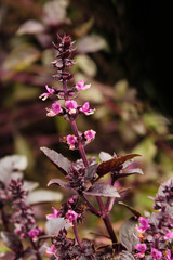 purple basil