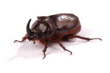 Rhinoceros beetle (Oryctes nasicornis)