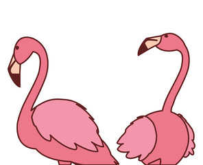 exotic pink flemish couple birds with heads up