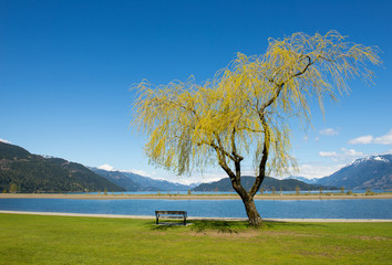 Bench and Willow tree by lake and mountains