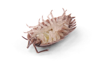  Woodlice (Porcellio scaber) isolated
