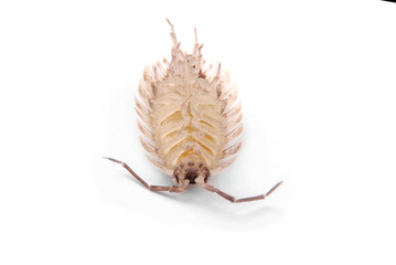  Woodlice (Porcellio scaber) isolated