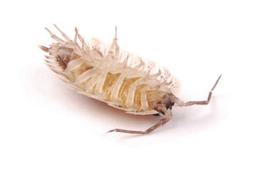  Woodlice (Porcellio scaber) isolated
