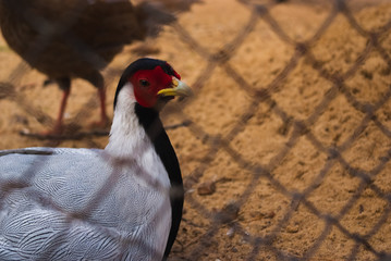 Common pheasant in a cage in the zoo. Sumer day in zoo