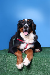 Bernese Mountain Dog